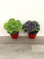 Ornamental Kale