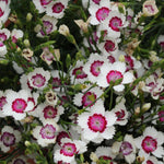 Dianthus 'Arctic Fire'