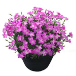 Dianthus 'Beauties Kahori Pinks'