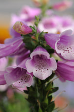 Digitalis Foxglove 'Pink'
