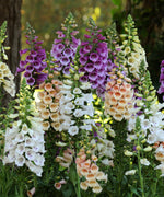 Digitalis Foxglove 'Foxy Mix'