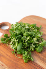 Microgreen Basil Conventional