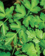Dark Green Italian Plain Parsley