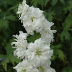Delphinium 'Green Twist'