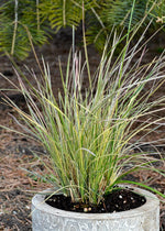 Grass 'Northern Lights Tufted Hairgrass'