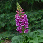 Foxglove Digitalis 'Candy Mountain'