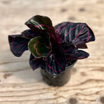 Calathea Roseopicta 'Dottie'