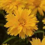 Coreopsis Tickseed 'Sunburst Double'