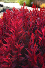 Celosia 'Dragons Breath'