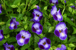 Torenia 'Full Moon' Series