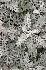 Dusty Miller 'Silverdust'