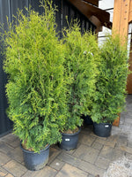Cedar 'Brandon'