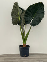 Alocasia 'Regal Shield'