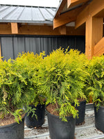 Cedar 'Golden Globe'