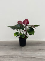 Anthurium 'Black Prince'