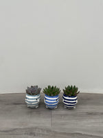 Succulent in Striped Fish 2