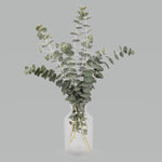 Eucalyptus 'Assorted'