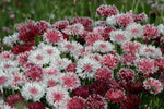 Classic Romantic Cornflower