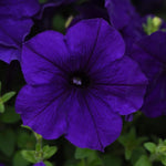 Petunia 'Easy Wave® Series