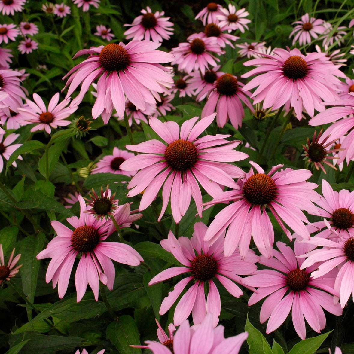Echinacea 'Magnus'
