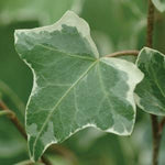 English Ivy 'Glacier'
