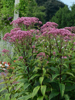 Joe Pye Weed 'Baby Joe'