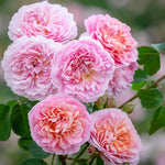 David Austin Rose 'Eustacia Vye'