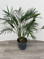 Cat Palm