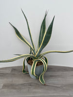 Agave 'Variegated'