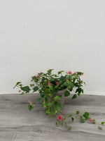 Chenille plant 6