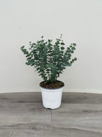 Eucalyptus 'Baby Blue' potted