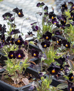 Back to Black Viola