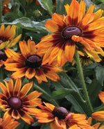 Cappuccino Rudbeckia