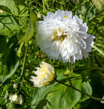 Snow Puff Dbl. Click Cosmo