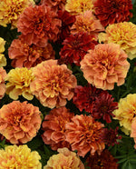 Strawberry Blonde Marigold
