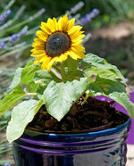 Suntastic Sunflower