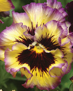 Frizzle Sizzle Lemonberry Pansy