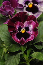 Frizzle Sizzle Raspberry Pansy
