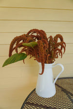 Hot Biscuits Amaranth