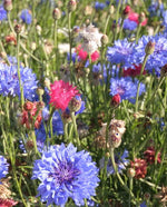 Tall Mixed Cornflower
