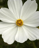 Purity Cosmo