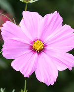 Sensation Mix Cosmo