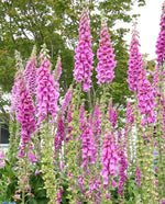 Purple Foxglove