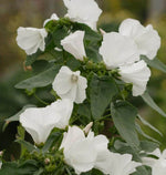 Mont Blanc Lavatera