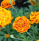 Sparky Mix Marigold