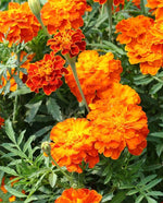 Brocade Marigold
