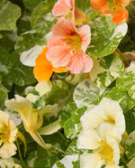 Tip Top Alaska Mix Nasturtium