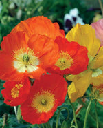 Iceland Poppy