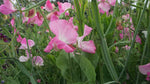 Royal Family Rose Pink Sweet Pea