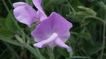 Royal Family Lavender Sweet Pea